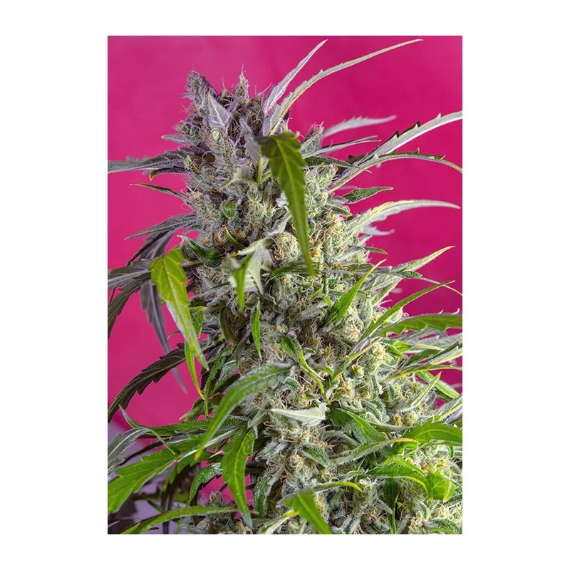 SWEET SEEDS® CRYSTAL CANDY AUTO® 3+1 SEMILLAS