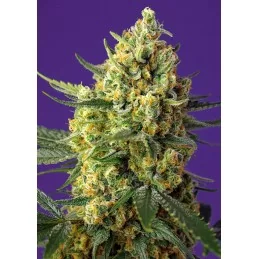 SWEET SEEDS® CRYSTAL CANDY XL AUTO® 3+1 SEMILLAS
