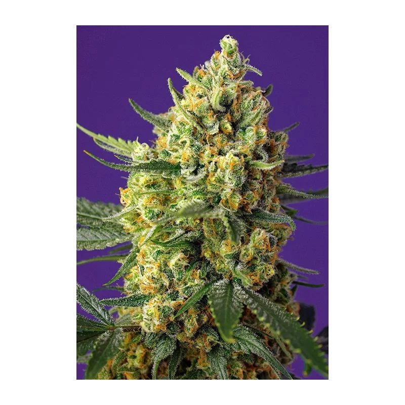 SWEET SEEDS® CRYSTAL CANDY XL AUTO® 3+1 SEMILLAS