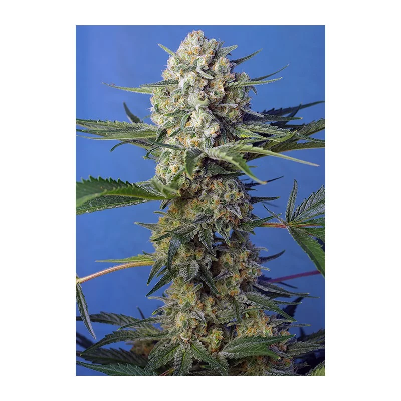 SWEET SEEDS® CRYSTAL CANDY F1 FAST VERSION® 3+1 SEMILLAS