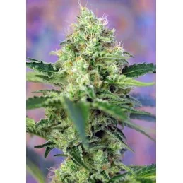 SWEET SEEDS® CRYSTAL CANDY® 3+1 SEMILLAS