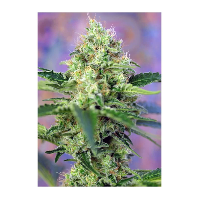 SWEET SEEDS® CRYSTAL CANDY® 3+1 SEMILLAS