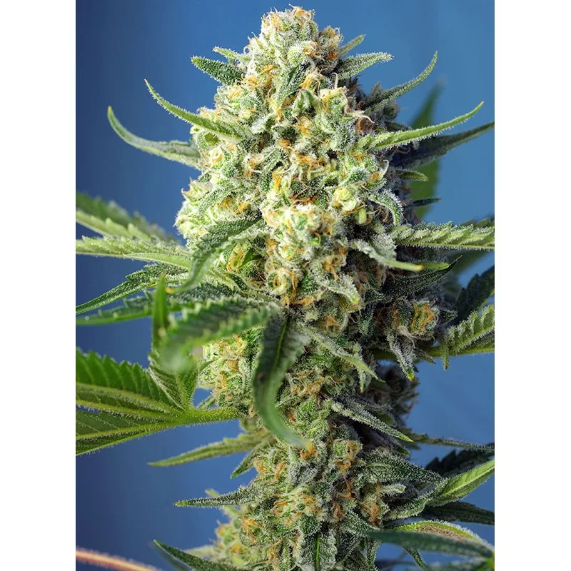 SWEET SEEDS® S.A.D. SWEET AFGANI DELICIOUS AUTO® 3+1 SEMILLAS