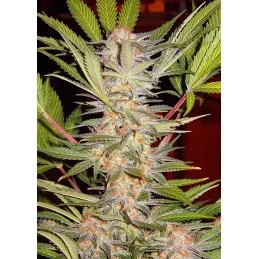 SWEET SEEDS® S.A.D. SWEET AFGANI DELICIOUS S1® 3+1 SEMILLAS