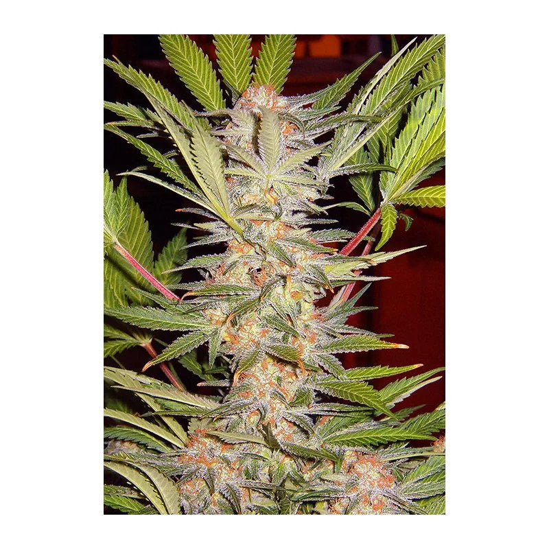 SWEET SEEDS® S.A.D. SWEET AFGANI DELICIOUS S1® 3+1 SEMILLAS